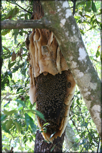 bee removal