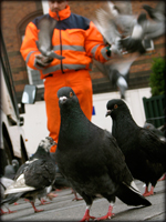 pigeon control