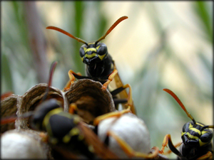 wasp control