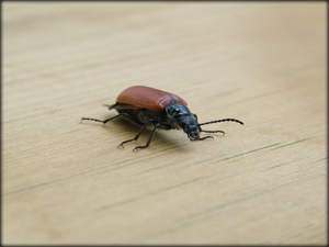 beetle infestation